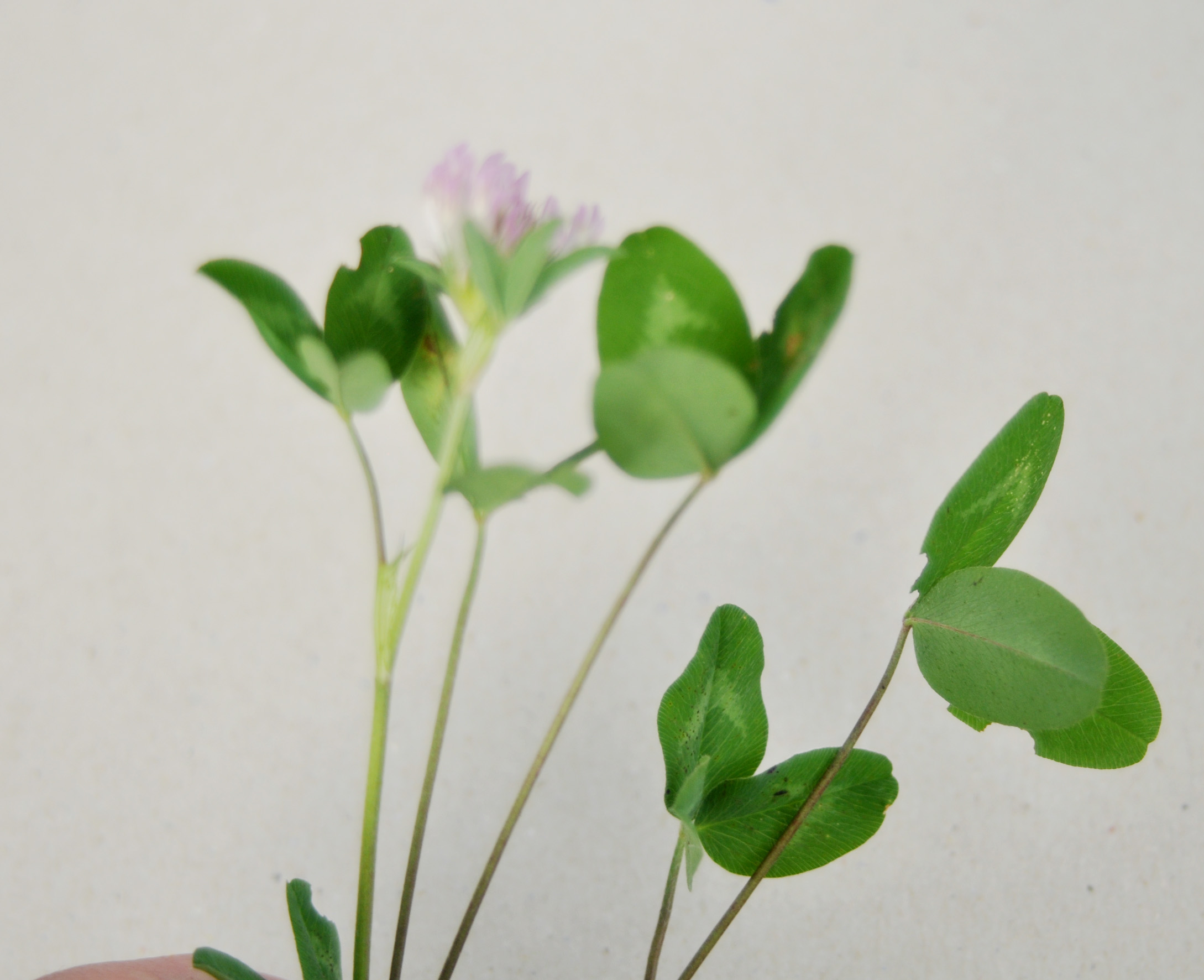 trifolium hybridum L. - trifoglio ibrido comune